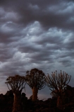 karas;karas-region;africa;african;aloe;Aloe-dichotoma;aloes;approaching-storm;approaching-storms;bark;black-cloud;black-clouds;botany;cloud;clouds;cloudy;dark-cloud;dark-clouds;desert;desert-plant;desert-plants;forest;forests;gray-cloud;gray-clouds;grey-cloud;grey-clouds;Keetmanshoop;kokerboom-forest;Kokerboom-Tree;Kokerboom-Trees;Mesosaurus-Camp;Mesosaurus-Fossil-Camp;nambia;Namib-Desert;Namibia;namibian;nature;plant;plants;Quiver-Tree;quiver-tree-forest;Quiver-Trees;quivers;quivertree-forest;rain-cloud;rain-clouds;rain-storm;rain-storms;rainy-season;silhouette;silhouettes;Southern-Africa;Southern-Namiba;southern-Namibia;storm;storm-cloud;storm-clouds;storms;thunder-storm;thunder-storms;thunderstorm;thunderstorms;tree;trees;unusual;vegetation;weather;wet-season;Aloidendron-dichotomum