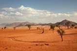 4wd-track;4wd-tracks;4x4-track;4x4-tracks;acacia;acacia-tree;acacia-trees;Africa;African;desert;deserts;Namib-Desert;Namib-Rand;Namib-Rand-Nature-Reserve;Namibia;NamibRand;NamibRand-Family-Hideout;NamibRand-Nature-Reserve;NamibRand-Reserve;NRNR;safari;safaris;sand;sandy;sandy-track;sandy-tracks;self-drive-route;self-drive-track;Southern-Africa;Southern-Namibia;track;tracks;tree;trees