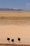 africa;african;animal;animals;Aus;bird;bird-spotting;birds;desert;deserts;dry;game-viewing;Garub;Namib-Desert;Namib-Naukluft-N.P.;Namib-Naukluft-National-Park;Namib-Naukluft-NP;Namib_Naukluft-N.P.;Namib_Naukluft-National-Park;Namib_Naukluft-NP;Namibia;nature;ostrich;ostriches;sand;sandy;Southern-Africa;Southern-Namiba;Struthio-camelus;wild;wildlife
