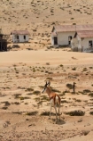 abandon;abandoned;Africa;african;animal;animals;antelope;antelopes;Antidorcas-marsupialis;building;buildings;character;Colemans-hill;derelict;derelict-building;dereliction;desert;deserted;deserts;desolate;desolation;destruction;dry;empty;ghost-town;ghost-towns;heritage;historic;historic-building;historic-buildings;Historic-Ruins;historical;historical-building;historical-buildings;history;home;homes;house;houses;Kolmannskuppe;Kolmanskop;Kolmanskop-Ghost-town;Luderitz;mammal;mammals;namib;Namib-Desert;Namibia;neglect;neglected;old;old-fashioned;old_fashioned;ruin;ruins;run-down;rundown;rustic;sand;sandy;Southern-Africa;Southern-Namiba;southern-Namibia;springbok;springboks;tourism;tourist-attraction;tourist-attractions;tradition;traditional;vintage;wildlife
