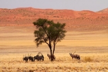 Africa;african;Animal;animals;Antelope;Antelopes;desert;deserts;dry;dune;dunes;expanse;Gemsbok;gemsboks;Mammal;Mammals;Namib-Desert;Namib-Naukluft-N.P.;Namib-Naukluft-National-Park;Namib-Naukluft-NP;Namib_Naukluft-N.P.;Namib_Naukluft-National-Park;Namib_Naukluft-NP;Namibia;national-park;national-parks;Nature;Oryx;Oryx-gazella;oryxes;oryxs;reserve;reserves;sand;sand-dune;sand-dunes;sand-hill;sand-hills;sand_dune;sand_dunes;sand_hill;sand_hills;sanddune;sanddunes;sandhill;sandhills;sandy;Southern-Africa;Southern-Namiba;tree;Wild;wilderness;Wildlife