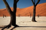 900-year-old-trees;Africa;arid;big-dunes;clay-pan;clay-pans;dead-tree;dead-trees;Dead-Vlei;Deadvlei;desert;deserts;dry;dry-lake;dry-lake-bed;dry-lake-beds;dry-lakes;dune;dunes;giant-dune;giant-dunes;giant-sand-dune;giant-sand-dunes;hot;huge-dunes;lake-bed;large-dunes;Namib-Desert;Namib-Naukluft-N.P.;Namib-Naukluft-National-Park;Namib-Naukluft-NP;Namib_Naukluft-N.P.;Namib_Naukluft-National-Park;Namib_Naukluft-NP;Namibia;national-park;national-parks;natural;orange-sand;pan;remote;remoteness;reserve;reserves;salt-pan;salt-pans;sand;sand-dune;sand-dunes;sand-hill;sand-hills;sand_dune;sand_dunes;sand_hill;sand_hills;sanddune;sanddunes;sandhill;sandhills;sandy;Sossusvlei;Southern-Africa;tree-trunk;tree-trunks;vlei;white-clay-pan;wilderness
