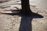 900-year-old-trees;Africa;clay-pan;clay-pans;dead-tree;dead-trees;Dead-Vlei;Deadvlei;desert;deserts;dry-lake;dry-lake-bed;dry-lake-beds;dry-lakes;lake-bed;Namib-Desert;Namib-Naukluft-N.P.;Namib-Naukluft-National-Park;Namib-Naukluft-NP;Namib_Naukluft-N.P.;Namib_Naukluft-National-Park;Namib_Naukluft-NP;Namibia;national-park;national-parks;pan;reserve;reserves;salt-pan;salt-pans;shadow;shadows;Sossusvlei;Southern-Africa;tree-trunk;tree-trunks;vlei;white-clay-pan