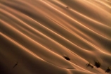 Africa;arid;big-dunes;desert;deserts;dry;dune;dunes;giant-dune;giant-dunes;giant-sand-dune;giant-sand-dunes;hot;huge-dunes;large-dunes;Namib-Desert;Namib-Naukluft-N.P.;Namib-Naukluft-National-Park;Namib-Naukluft-NP;Namib_Naukluft-N.P.;Namib_Naukluft-National-Park;Namib_Naukluft-NP;Namibia;national-park;national-parks;natural;remote;remoteness;reserve;reserves;sand;sand-dune;sand-dunes;sand-hill;sand-hills;sand_dune;sand_dunes;sand_hill;sand_hills;sanddune;sanddunes;sandhill;sandhills;sandy;Southern-Africa;wilderness