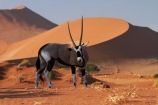 africa;african;Animal;Animals;Antelope;Antelopes;arid;big-dunes;desert;deserts;dry;dune;dunes;expanse;Gemsbok;gemsboks;giant-dune;giant-dunes;giant-sand-dune;giant-sand-dunes;hot;huge-dunes;large-dunes;Mammal;Mammals;Namib-Desert;Namib-Naukluft-N.P.;Namib-Naukluft-National-Park;Namib-Naukluft-NP;Namib_Naukluft-N.P.;Namib_Naukluft-National-Park;Namib_Naukluft-NP;Namibia;national-park;national-parks;natural;Nature;orange-sand;Oryx;Oryx-gazella;oryxes;oryxs;remote;remoteness;reserve;reserves;sand;sand-dune;sand-dunes;sand-hill;sand-hills;sand_dune;sand_dunes;sand_hill;sand_hills;sanddune;sanddunes;sandhill;sandhills;sandy;Sossusvlei;Southern-Africa;Wild;wilderness;Wildlife