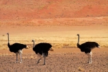 Africa;arid;bird;bird-spotting;birds;desert;deserts;dry;dune;dunes;game-viewing;hot;Namib-Desert;Namib-Naukluft-N.P.;Namib-Naukluft-National-Park;Namib-Naukluft-NP;Namib_Naukluft-N.P.;Namib_Naukluft-National-Park;Namib_Naukluft-NP;Namibia;national-park;national-parks;natural;nature;orange-sand;Ostrich;ostriches;remote;remoteness;reserve;reserves;sand;sand-dune;sand-dunes;sand-hill;sand-hills;sand_dune;sand_dunes;sand_hill;sand_hills;sanddune;sanddunes;sandhill;sandhills;sandy;Southern-Africa;Struthio-camelus;wild;wilderness;wildlife