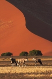 africa;african;Animal;Animals;Antelope;Antelopes;arid;big-dunes;desert;deserts;dry;dune;dunes;expanse;Gemsbok;gemsboks;giant-dune;giant-dunes;giant-sand-dune;giant-sand-dunes;hot;huge-dunes;large-dunes;Mammal;Mammals;Namib-Desert;Namib-Naukluft-N.P.;Namib-Naukluft-National-Park;Namib-Naukluft-NP;Namib_Naukluft-N.P.;Namib_Naukluft-National-Park;Namib_Naukluft-NP;Namibia;national-park;national-parks;natural;Nature;orange-sand;Oryx;Oryx-gazella;oryxes;oryxs;remote;remoteness;reserve;reserves;sand;sand-dune;sand-dunes;sand-hill;sand-hills;sand_dune;sand_dunes;sand_hill;sand_hills;sanddune;sanddunes;sandhill;sandhills;sandy;Southern-Africa;Wild;wilderness;Wildlife