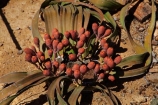 Africa;cone;cones;Damaraland;female;female-Welwitschia;female-Welwitschia-mirabilis;female-Welwitschia-plant;Kunene-District;Kunene-Region;monotypic-gymnosperm-genus;Namibia;Petrified-Forest;plant;plants;Southern-Africa;unusual-plant;unusual-plants;Welwitschia;Welwitschia-mirabilis;Welwitschia-mirabilis.;Welwitschia-plant;Welwitschia-plants