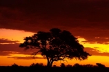 Africa;dusk;Etosha-N.P.;Etosha-National-Park;Etosha-NP;evening;game-park;game-parks;game-reserve;game-reserves;Namibia;national-park;national-parks;night;night_time;nightfall;Okaukuejo;Okaukuejo-Camp;Okaukuejo-Rest-Camp;orange;silhouette;silhouettes;skies;sky;Southern-Africa;sunset;sunsets;tree;trees;twilight;wildlife-park;wildlife-parks;wildlife-reserve;wildlife-reserves