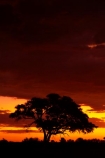 Africa;dusk;Etosha-N.P.;Etosha-National-Park;Etosha-NP;evening;game-park;game-parks;game-reserve;game-reserves;Namibia;national-park;national-parks;night;night_time;nightfall;Okaukuejo;Okaukuejo-Camp;Okaukuejo-Rest-Camp;orange;silhouette;silhouettes;skies;sky;Southern-Africa;sunset;sunsets;tree;trees;twilight;wildlife-park;wildlife-parks;wildlife-reserve;wildlife-reserves