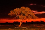 Africa;dusk;Etosha-N.P.;Etosha-National-Park;Etosha-NP;evening;floodlighting;floodlit;game-park;game-parks;game-reserve;game-reserves;Namibia;national-park;national-parks;night;night_time;nightfall;Okaukuejo;Okaukuejo-Camp;Okaukuejo-Rest-Camp;orange;silhouette;silhouettes;skies;sky;Southern-Africa;sunset;sunsets;tree;trees;twilight;wildlife-park;wildlife-parks;wildlife-reserve;wildlife-reserves