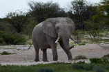 Africa;African-bush-elephant;African-bush-elephants;African-elephant;African-elephants;animal;animals;elephant;elephants;Etosha-N.P.;Etosha-National-Park;Etosha-NP;game-park;game-parks;game-reserve;game-reserves;Loxodonta-africana;mammal;mammals;Namibia;national-park;national-parks;pachyderm;pachyderms;Southern-Africa;wildlife;wildlife-park;wildlife-parks;wildlife-reserve;wildlife-reserves