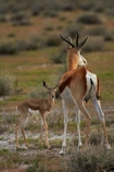 Africa;animal;animals;antelope;antelopes;Antidorcas-marsupialis;babies;baby;baby-springbok;calf;Etosha-N.P.;Etosha-National-Park;Etosha-NP;fawn;fawns;game-park;game-parks;game-reserve;game-reserves;kid;kids;lamb;lambs;mammal;mammals;Namibia;national-park;national-parks;Southern-Africa;springbok;springboks;wildlife;wildlife-park;wildlife-parks;wildlife-reserve;wildlife-reserves;young