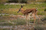 Africa;animal;animals;antelope;antelopes;Antidorcas-marsupialis;babies;baby;baby-springbok;calf;Etosha-N.P.;Etosha-National-Park;Etosha-NP;fawn;fawns;game-park;game-parks;game-reserve;game-reserves;kid;kids;lamb;lambs;mammal;mammals;Namibia;national-park;national-parks;Southern-Africa;springbok;springboks;wildlife;wildlife-park;wildlife-parks;wildlife-reserve;wildlife-reserves;young