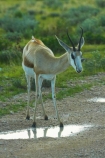 Africa;animal;animals;antelope;antelopes;Antidorcas-marsupialis;Etosha-N.P.;Etosha-National-Park;Etosha-NP;game-park;game-parks;game-reserve;game-reserves;mammal;mammals;Namibia;national-park;national-parks;Southern-Africa;springbok;springboks;wildlife;wildlife-park;wildlife-parks;wildlife-reserve;wildlife-reserves
