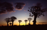 Kokerboom;Quiver;tree;trees;keetmanshoop;Namibia;aloe-dichotoma;bark;quivers;africa;african;forest;forests;plant;plants;vegetation;nature;botany;sky;sunset;sunsets;last-light;dusk;twilight;silhouette;silhouettes