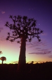 Kokerboom-Tree;Kokerboom-Trees;Quiver-Tree;Quiver-Trees;Keetmanshoop;southern-Namibia;Africa;African;bark;quivers;trees;africa;forest;forests;last-light;plant;plants;vegetation;nature;botany;sunset;sunsets;sky;dusk;twilight;tree;kokerboom;kokerbooms;quiver;quivers