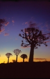 Kokerboom-Tree;Kokerboom-Trees;Quiver-Tree;Quiver-Trees;Keetmanshoop;southern-Namibia;Africa;African;bark;quivers;trees;africa;forest;forests;last-light;plant;plants;vegetation;nature;botany;sunset;sunsets;sky;dusk;twilight;tree;kokerboom;kokerbooms;quiver;quivers