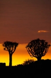 karas;karas-region;africa;african;aloe;Aloe-dichotoma;aloes;bark;botany;cloud;clouds;desert;desert-plant;desert-plants;dusk;evening;forest;forests;Keetmanshoop;kokerboom-forest;Kokerboom-Tree;Kokerboom-Trees;Mesosaurus-Camp;Mesosaurus-Fossil-Camp;nambia;Namib-Desert;Namibia;namibian;nature;night;night_time;nightfall;plant;plants;Quiver-Tree;quiver-tree-forest;Quiver-Trees;quivers;quivertree-forest;Southern-Africa;Southern-Namiba;southern-Namibia;sunset;sunsets;tree;trees;twilight;unusual;vegetation