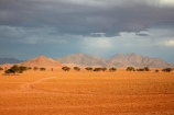 Africa;African;desert;deserts;Namib-Desert;Namib-Rand;Namib-Rand-Nature-Reserve;Namibia;NamibRand;NamibRand-Family-Hideout;NamibRand-Nature-Reserve;NamibRand-Reserve;NRNR;plain;safari;safaris;sand;sandy;Southern-Africa;Southern-Namibia