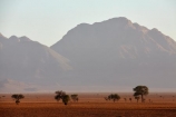 acacia;acacia-tree;acacia-trees;Africa;African;desert;deserts;light;mountain;mountain-range;Namib-Desert;Namib-Rand;Namib-Rand-Nature-Reserve;Namibia;NamibRand;NamibRand-Family-Hideout;NamibRand-Nature-Reserve;NamibRand-Reserve;NRNR;plain;sand;sandy;Southern-Africa;Southern-Namibia;tree;trees