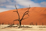 900-year-old-trees;Africa;African;arid;big-dunes;clay-pan;clay-pans;dead-tree;dead-trees;Dead-Vlei;Deadvlei;desert;deserts;dry;dry-lake;dry-lake-bed;dry-lake-beds;dry-lakes;dune;dunes;giant-dune;giant-dunes;giant-sand-dune;giant-sand-dunes;hot;huge-dunes;lake-bed;large-dunes;Namib-Desert;Namib-Naukluft-N.P.;Namib-Naukluft-National-Park;Namib-Naukluft-NP;Namib_Naukluft-N.P.;Namib_Naukluft-National-Park;Namib_Naukluft-NP;Namibia;national-park;national-parks;natural;orange-sand;pan;remote;remoteness;reserve;reserves;salt-pan;salt-pans;sand;sand-dune;sand-dunes;sand-hill;sand-hills;sand_dune;sand_dunes;sand_hill;sand_hills;sanddune;sanddunes;sandhill;sandhills;sandy;Sossusvlei;Southern-Africa;tree-trunk;tree-trunks;vlei;white-clay-pan;wilderness