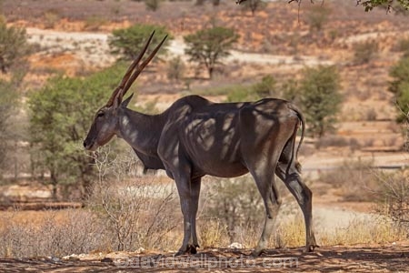 africa;african;African-Eland;african-elands;animal;animals;antelope;antelopes;Botswana;cape-eland;cape-elands;common-eland;common-elands;desert;deserts;eland;eland-antelope;eland-antelopes;elands;game-park;game-parks;game-viewing;Gemsbok-National-Park;herbovore;herbovores;Kalahari-Desert;Kalahari-Gemsbok-N.P.;Kalahari-Gemsbok-National-Park;Kalahari-Gemsbok-NP;Kgalagadi;Kgalagadi-Park;Kgalagadi-Transfrontier-Park;mammal;mammals;national-park;national-parks;nature;park;parks;Republic-of-South-Africa;safari;safaris;South-Africa;South-African-Republic;Southern-Africa;southern-eland;southern-elands;Taurotragus-oryx;Twee-Rivieren;wild;wilderness;wildlife