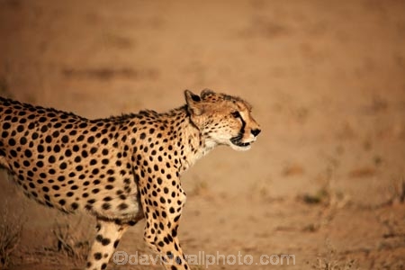 Acinonyx-jubatus;Africa;animal;animals;Botswana;carnivore;carnivores;cat;cats;Cheetah;Cheetahs;desert;deserts;feline;game-drive;game-viewing;Gemsbok-National-Park;hunter;hunters;Kalahari-Desert;Kalahari-Gemsbok-N.P.;Kalahari-Gemsbok-National-Park;Kalahari-Gemsbok-NP;Kgalagadi;Kgalagadi-Park;Kgalagadi-Transfrontier-Park;mammal;mammals;national-park;national-parks;natural;nature;park;parks;predator;predators;Republic-of-South-Africa;reserve;reserves;safari;safaris;South-Africa;South-African-Republic;Southern-Africa;spot;spots;spotted;wild;wilderness;wildlife