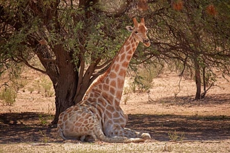 Africa;African;African-wildlife;Angolan-giraffe;animal;animals;Botswana;desert;deserts;game-drive;game-viewing;Gemsbok-National-Park;Giraffa-camelopardalis;Giraffa-camelopardalis-angolensis;giraffe;giraffes;herd;herds;Kalahari-Desert;Kalahari-Gemsbok-N.P.;Kalahari-Gemsbok-National-Park;Kalahari-Gemsbok-NP;Kgalagadi;Kgalagadi-Park;Kgalagadi-Transfrontier-Park;lying-down;mammal;mammals;national-park;national-parks;natural;nature;park;parks;Republic-of-South-Africa;reserve;reserves;safari;safaris;sit;sitting;sitting-down;South-Africa;South-African-Republic;Southern-Africa;tall;wild;wilderness;wildlife