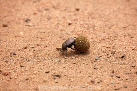 Africa;African;animal;animals;beetle;beetles;Botswana;desert;deserts;Dung-beetle;Dung-beetles;game-park;game-parks;game-reserve;game-reserves;Gemsbok-National-Park;insect;insects;invertebrate;invertebrates;Kalahari-Desert;Kalahari-Gemsbok-N.P.;Kalahari-Gemsbok-National-Park;Kalahari-Gemsbok-NP;Kgalagadi;Kgalagadi-Park;Kgalagadi-Transfrontier-Park;mammal;mammals;national-park;national-parks;park;parks;Republic-of-South-Africa;safari;safaris;Scarabaeoidea;South-Africa;South-African-Republic;Southern-Africa;wilderness;wildlife;wildlife-park;wildlife-parks;wildlife-reserve;wildlife-reserves