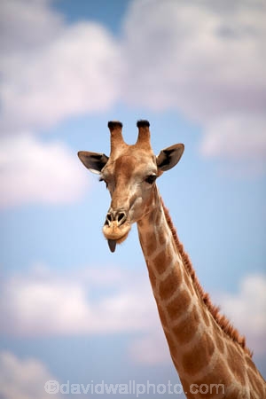 Africa;African;African-wildlife;Angolan-giraffe;animal;animals;Botswana;desert;deserts;game-drive;game-viewing;Gemsbok-National-Park;Giraffa-camelopardalis;Giraffa-camelopardalis-angolensis;giraffe;giraffes;herd;herds;Kalahari-Desert;Kalahari-Gemsbok-N.P.;Kalahari-Gemsbok-National-Park;Kalahari-Gemsbok-NP;Kgalagadi;Kgalagadi-Park;Kgalagadi-Transfrontier-Park;mammal;mammals;national-park;national-parks;natural;nature;park;parks;Republic-of-South-Africa;reserve;reserves;safari;safaris;South-Africa;South-African-Republic;Southern-Africa;tall;wild;wilderness;wildlife