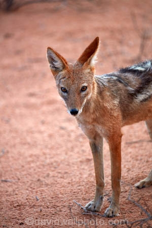 Africa;African;animal;animals;black-backed-jackal;black-backed-jackals;black_backed-jackal;black_backed-jackals;Botswana;Canidae;canine;canines;Canis-mesomelas;Carnivora;carnivore;carnivores;desert;deserts;game-park;game-parks;game-reserve;game-reserves;Gemsbok-National-Park;jackal;jackals;Kalahari-Desert;Kalahari-Gemsbok-N.P.;Kalahari-Gemsbok-National-Park;Kalahari-Gemsbok-NP;Kgalagadi;Kgalagadi-Park;Kgalagadi-Transfrontier-Park;Lupulella-mesomelas;mammal;mammals;national-park;national-parks;omnivore;omnivores;park;parks;predator;predators;red-jackal;Republic-of-South-Africa;safari;safaris;scavenger;scavengers;silver_backed;South-Africa;South-African-Republic;Southern-Africa;wilderness;wildlife;wildlife-park;wildlife-parks;wildlife-reserve;wildlife-reserves