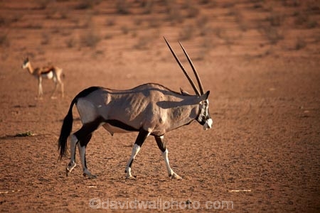 Africa;african;Animal;Animals;Antelope;Antelopes;arid;Botswana;desert;deserts;Gemsbok;Gemsbok-National-Park;gemsboks;horns;Kalahari-Desert;Kalahari-Gemsbok-N.P.;Kalahari-Gemsbok-National-Park;Kalahari-Gemsbok-NP;Kgalagadi;Kgalagadi-Park;Kgalagadi-Transfrontier-Park;Mammal;Mammals;national-park;national-parks;natural;Nature;Oryx;Oryx-gazella;oryxes;oryxs;park;parks;remote;remoteness;Republic-of-South-Africa;reserve;reserves;safari;safaris;South-Africa;South-African-Republic;Southern-Africa;Wild;wilderness;Wildlife