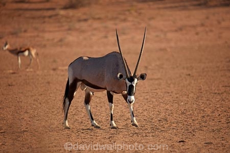 Africa;african;Animal;Animals;Antelope;Antelopes;arid;Botswana;desert;deserts;Gemsbok;Gemsbok-National-Park;gemsboks;horns;Kalahari-Desert;Kalahari-Gemsbok-N.P.;Kalahari-Gemsbok-National-Park;Kalahari-Gemsbok-NP;Kgalagadi;Kgalagadi-Park;Kgalagadi-Transfrontier-Park;Mammal;Mammals;national-park;national-parks;natural;Nature;Oryx;Oryx-gazella;oryxes;oryxs;park;parks;remote;remoteness;Republic-of-South-Africa;reserve;reserves;safari;safaris;South-Africa;South-African-Republic;Southern-Africa;Wild;wilderness;Wildlife