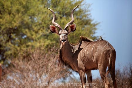 Africa;African;African-animals;African-wildlife;animal;animals;antelope;antelopes;Botswana;desert;deserts;game-drive;game-park;game-parks;game-reserve;game-reserves;game-viewing;Gemsbok-National-Park;Greater-kudu;Greater-kudus;Kalahari-Desert;Kalahari-Gemsbok-N.P.;Kalahari-Gemsbok-National-Park;Kalahari-Gemsbok-NP;Kgalagadi;Kgalagadi-Park;Kgalagadi-Transfrontier-Park;kudu;kudus;male;male-greater-kudu;male-greater-kudus;male-kudu;male-kudus;males;mammal;mammals;national-park;national-parks;natural;nature;park;parks;Republic-of-South-Africa;reserve;reserves;safari;safaris;South-Africa;South-African-Republic;Southern-Africa;Tragelaphus-strepsiceros;wild;wilderness;wildlife;wildlife-park;wildlife-parks;wildlife-reserve;wildlife-reserves