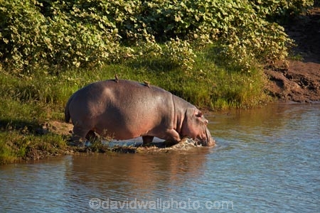 Africa;African-animals;African-wildlife;animal;animals;game-drive;game-park;game-parks;game-reserve;game-reserves;game-viewing;Great-Limpopo-Transfrontier-Park;hippo;hippopotami;hippopotamus;Hippopotamus-amphibius;hippopotamuses;hippos;Kruger;Kruger-N.P.;Kruger-National-Park;Kruger-NP;Kruger-reserve;Kruger-to-Canyons-Biosphere;Letaba-River;mammal;mammals;national-park;national-parks;natural;nature;Republic-of-South-Africa;reserve;reserves;river;rivers;safari;safaris;South-Africa;South-African-Republic;Southern-Africa;wild;wilderness;wildlife;wildlife-park;wildlife-parks;wildlife-reserve;wildlife-reserves