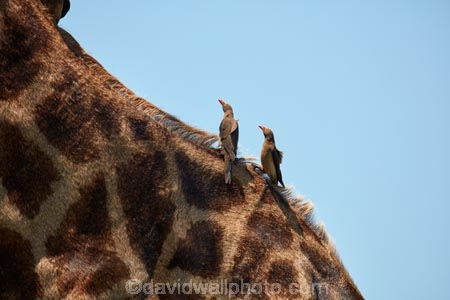 Africa;African-animals;African-wildlife;animal;animals;bird;birds;Buphagus-erythrorhynchus;frica;game-drive;game-park;game-parks;game-reserve;game-reserves;game-viewing;Giraffa-camelopardalis;Giraffa-camelopardalis-giraffa;giraffe;giraffes;Great-Limpopo-Transfrontier-Park;Kruger;Kruger-N.P.;Kruger-National-Park;Kruger-NP;Kruger-reserve;Kruger-to-Canyons-Biosphere;mammal;mammals;national-park;national-parks;natural;nature;oxpecker;oxpeckers;red-billed-oxpecker;red-billed-oxpeckers;Red_billed-Oxpecker;red_billed-oxpeckers;redbilled-oxpecker;redbilled-oxpeckers;Republic-of-South-Africa;reserve;reserves;safari;safaris;South-Africa;South-African-Giraffe;South-African-Giraffes;South-African-Republic;Southern-Africa;symbiosis;symbiotic;symbiotic-relationship;wild;wilderness;wildlife;wildlife-park;wildlife-parks;wildlife-reserve;wildlife-reserves