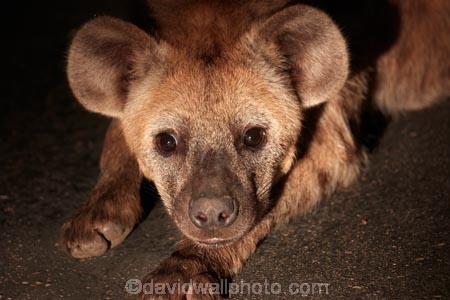 Africa;African;African-animals;African-wildlife;animal;animals;Crocuta-crocuta;evening;game-drive;game-drives;game-park;game-parks;game-reserve;game-reserves;game-viewing;Great-Limpopo-Transfrontier-Park;hyena;hyenas;Kruger;Kruger-N.P.;Kruger-National-Park;Kruger-NP;Kruger-reserve;Kruger-to-Canyons-Biosphere;laughing-hyena;mammal;mammals;national-park;national-parks;natural;nature;night;night-drive;night-drives;night-game-drive;night-game-drives;night_time;nightfall;nocturnal;nocturnal-animals;Republic-of-South-Africa;reserve;reserves;safari;safaris;South-Africa;South-African-Republic;Southern-Africa;spot_light;spot_lighting;spotlight;spotlighting;spotted-hyena;spotted-hyenas;wild;wilderness;wildlife;wildlife-park;wildlife-parks;wildlife-reserve;wildlife-reserves
