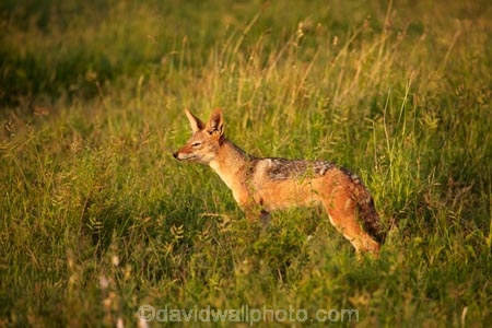 Africa;African;African-animals;African-wildlife;animal;animals;black-backed-jackal;black-backed-jackals;black_backed-jackal;black_backed-jackals;Canidae;canine;canines;Canis-mesomelas;Carnivora;carnivore;carnivores;game-drive;game-park;game-parks;game-reserve;game-reserves;game-viewing;Great-Limpopo-Transfrontier-Park;jackal;jackals;Kruger;Kruger-N.P.;Kruger-National-Park;Kruger-NP;Kruger-reserve;Kruger-to-Canyons-Biosphere;Lupulella-mesomelas;mammal;mammals;national-park;national-parks;natural;nature;omnivore;omnivores;predator;predators;red-jackal;Republic-of-South-Africa;reserve;reserves;safari;safaris;scavenger;scavengers;silver_backed;South-Africa;South-African-Republic;Southern-Africa;wild;wilderness;wildlife;wildlife-park;wildlife-parks;wildlife-reserve;wildlife-reserves