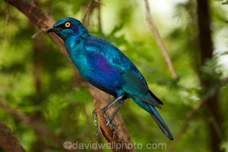 Africa;African;African-animals;African-wildlife;Animal;animals;avian;bird;bird-spotting;bird-watching;bird_watching;birds;Blue_eared-Glossy_starling;Blue_eared-Glossy_starlings;Blue_eared-Starling;Blue_eared-Starlings;eco-tourism;eco_tourism;ecotourism;Fauna;game-drive;game-park;game-parks;game-reserve;game-reserves;game-viewing;Glossy-starling;Glossy-starlings;Great-Limpopo-Transfrontier-Park;Greater-Blue-eared-Glossy-starling;Greater-Blue-eared-Glossy-starlings;Greater-Blue-eared-Starling;Greater-Blue-eared-Starlings;Greater-Blue_eared-Glossy_starling;Greater-Blue_eared-Glossy_starlings;Greater-Blue_eared-Starling;Greater-Blue_eared-Starlings;Kruger;Kruger-N.P.;Kruger-National-Park;Kruger-NP;Kruger-reserve;Kruger-to-Canyons-Biosphere;Lamprotornis-chalybaeus;national-park;national-parks;Natural;nature;Ornithology;Republic-of-South-Africa;reserve;reserves;safari;safaris;South-Africa;South-African-Republic;Southern-Africa;starling;starlings;wild;wilderness;wildlife;wildlife-park;wildlife-parks;wildlife-reserve;wildlife-reserves