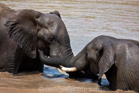 Africa;African;African-animals;African-bush-elephant;African-bush-elephants;African-elephant;African-elephants;African-wildlife;agression;agressive;animal;animals;elephant;elephants;fight;fighting;game-drive;game-park;game-parks;game-reserve;game-reserves;game-viewing;Great-Limpopo-Transfrontier-Park;Kruger;Kruger-N.P.;Kruger-National-Park;Kruger-NP;Kruger-reserve;Kruger-to-Canyons-Biosphere;Loxodonta-africana;mammal;mammals;muddy;national-park;national-parks;natural;nature;pachyderm;pachyderms;pond;ponds;Republic-of-South-Africa;reserve;reserves;safari;safaris;South-Africa;South-African-Republic;Southern-Africa;trunk;trunks;tusk;tusks;water;water-hole;water-holes;waterhole;waterholes;wild;wilderness;wildlife;wildlife-park;wildlife-parks;wildlife-reserve;wildlife-reserves