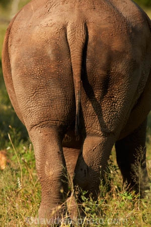 Africa;African;African-animals;African-wildlife;animal;animals;Ceratotherium-simum;Ceratotherium-simum-simum;endangered;endangered-species;endangered-wildlife;game-drive;game-park;game-parks;game-reserve;game-reserves;game-viewing;Great-Limpopo-Transfrontier-Park;Kruger;Kruger-N.P.;Kruger-National-Park;Kruger-NP;Kruger-reserve;Kruger-to-Canyons-Biosphere;mammal;mammals;national-park;national-parks;natural;nature;Republic-of-South-Africa;reserve;reserves;rhino;rhinoceros;rhinoceroses;rhinos;safari;safaris;South-Africa;South-African-Republic;Southern-Africa;southern-square_lipped-rhinoceros;southern-square_lipped-rhinoceroses;southern-white-rhinoceros;southern-white-rhinoceroses;square_lipped-rhinoceros;square_lipped-rhinoceroses;tail;tails;threatened;threatened-species;threatened-wildlife;white-rhino;white-rhinoceros;white-rhinos;wild;wilderness;wildlife;wildlife-park;wildlife-parks;wildlife-reserve;wildlife-reserves