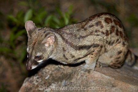 Africa;African;African-animals;African-wildlife;animal;animals;Cape-genet;Cape-genets;carnivore;carnivores;dark;evening;game-drive;game-drives;game-park;game-parks;game-reserve;game-reserves;game-viewing;genet;genets;Genetta-tigrina;Great-Limpopo-Transfrontier-Park;Kruger;Kruger-N.P.;Kruger-National-Park;Kruger-NP;Kruger-reserve;Kruger-to-Canyons-Biosphere;large-spotted-genet;large-spotted-genets;large_spotted-genet;large_spotted-genets;mammal;mammals;national-park;national-parks;natural;nature;night;night-drive;night-drives;night-game-drive;night-game-drives;night-time;night_time;nightfall;nocturnal;nocturnal-animals;predator;predators;Republic-of-South-Africa;reserve;reserves;safari;safaris;South-Africa;South-African;South-African-large_spotted-genet;South-African-Republic;Southern-Africa;spot_light;spot_lighting;spotlight;spotlighting;wild;wilderness;wildlife;wildlife-park;wildlife-parks;wildlife-reserve;wildlife-reserves