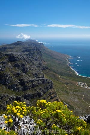 Africa;alpine-flowers;bluff;bluffs;Cape-Town;cliff;cliffs;escarpment;lookout;lookouts;national-parks;panorama;panoramas;S.A.;scene;scenes;scenic-view;scenic-views;South-Africa;Southern-Africa;Sth-Africa;Table-Mountain;Table-Mountain-N.P.;Table-Mountain-National-Park;Table-Mountain-NP;View;viewpoint;viewpoints;views;vista;vistas;Western-Cape;Western-Cape-Province;yellow-flowers