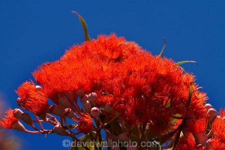 Africa;Cape-Town;flower;flowers;orange;orange-flower;orange-flowers;S.A.;South-Africa;Southern-Africa;Sth-Africa;Table-Mountain;tree;Western-Cape;Western-Cape-Province