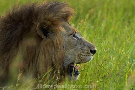 Africa;African-animals;African-wildlife;animal;animals;carnivore;carnivores;cat;cats;danger;dangerous;face;faces;feline;game-drive;game-park;game-parks;game-reserve;game-reserves;game-viewing;Great-Limpopo-Transfrontier-Park;hunter;hunters;Kruger;Kruger-N.P.;Kruger-National-Park;Kruger-NP;Kruger-reserve;Kruger-to-Canyons-Biosphere;Lion;lion-close-up;lion-close_up;lion-closeup;lion-face;lion-mane;lionesses;lions;male;male-lion;male-lions;males;mammal;mammals;mane;national-park;national-parks;natural;nature;Panthera-leo;predator;predators;Republic-of-South-Africa;reserve;reserves;South-Africa;South-African-Republic;Southern-Africa;wild;wilderness;wildlife;wildlife-park;wildlife-parks;wildlife-reserve;wildlife-reserves
