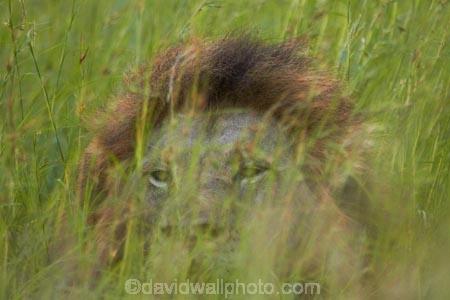 Africa;African-animals;African-wildlife;animal;animals;camouflage;camouflaged;carnivore;carnivores;cat;cats;danger;dangerous;face;faces;feline;game-drive;game-park;game-parks;game-reserve;game-reserves;game-viewing;grass;Great-Limpopo-Transfrontier-Park;hide;hiden;hiding-in-long-grass;hunter;hunters;Kruger;Kruger-N.P.;Kruger-National-Park;Kruger-NP;Kruger-reserve;Kruger-to-Canyons-Biosphere;Lion;lion-close-up;lion-close_up;lion-closeup;lion-face;lion-mane;lionesses;lions;long-grass;male;male-lion;male-lions;males;mammal;mammals;mane;national-park;national-parks;natural;nature;Panthera-leo;predator;predators;Republic-of-South-Africa;reserve;reserves;South-Africa;South-African-Republic;Southern-Africa;wild;wilderness;wildlife;wildlife-park;wildlife-parks;wildlife-reserve;wildlife-reserves