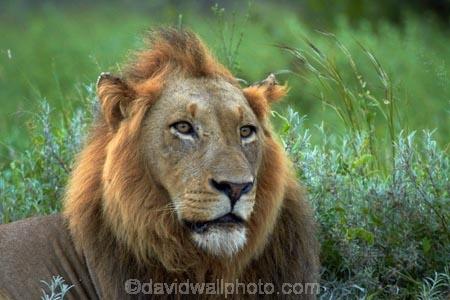 Africa;African-animals;African-wildlife;animal;animals;carnivore;carnivores;cat;cats;danger;dangerous;face;faces;feline;game-drive;game-park;game-parks;game-reserve;game-reserves;game-viewing;Great-Limpopo-Transfrontier-Park;hunter;hunters;Kruger;Kruger-N.P.;Kruger-National-Park;Kruger-NP;Kruger-reserve;Kruger-to-Canyons-Biosphere;Lion;lion-close-up;lion-close_up;lion-closeup;lion-face;lion-mane;lionesses;lions;male;male-lion;male-lions;males;mammal;mammals;mane;national-park;national-parks;natural;nature;Panthera-leo;predator;predators;Republic-of-South-Africa;reserve;reserves;South-Africa;South-African-Republic;Southern-Africa;wild;wilderness;wildlife;wildlife-park;wildlife-parks;wildlife-reserve;wildlife-reserves