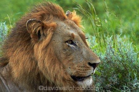 Africa;African-animals;African-wildlife;animal;animals;carnivore;carnivores;cat;cats;danger;dangerous;face;faces;feline;game-drive;game-park;game-parks;game-reserve;game-reserves;game-viewing;Great-Limpopo-Transfrontier-Park;hunter;hunters;Kruger;Kruger-N.P.;Kruger-National-Park;Kruger-NP;Kruger-reserve;Kruger-to-Canyons-Biosphere;Lion;lion-close-up;lion-close_up;lion-closeup;lion-face;lion-mane;lionesses;lions;male;male-lion;male-lions;males;mammal;mammals;mane;national-park;national-parks;natural;nature;Panthera-leo;predator;predators;Republic-of-South-Africa;reserve;reserves;South-Africa;South-African-Republic;Southern-Africa;wild;wilderness;wildlife;wildlife-park;wildlife-parks;wildlife-reserve;wildlife-reserves