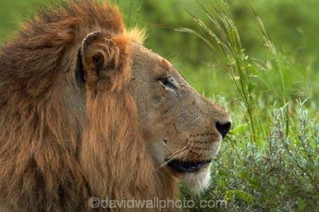 Africa;African-animals;African-wildlife;animal;animals;carnivore;carnivores;cat;cats;danger;dangerous;face;faces;feline;game-drive;game-park;game-parks;game-reserve;game-reserves;game-viewing;Great-Limpopo-Transfrontier-Park;hunter;hunters;Kruger;Kruger-N.P.;Kruger-National-Park;Kruger-NP;Kruger-reserve;Kruger-to-Canyons-Biosphere;Lion;lion-close-up;lion-close_up;lion-closeup;lion-face;lion-mane;lionesses;lions;male;male-lion;male-lions;males;mammal;mammals;mane;national-park;national-parks;natural;nature;Panthera-leo;predator;predators;Republic-of-South-Africa;reserve;reserves;South-Africa;South-African-Republic;Southern-Africa;wild;wilderness;wildlife;wildlife-park;wildlife-parks;wildlife-reserve;wildlife-reserves